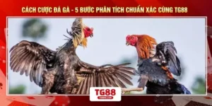 Cách Cược Đá Gà - 5 Bước Phân Tích Chuẩn Xác Cùng TG88 