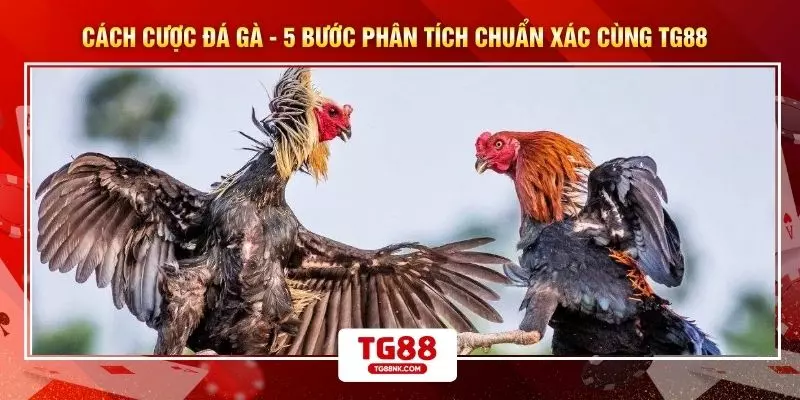 Cách Cược Đá Gà - 5 Bước Phân Tích Chuẩn Xác Cùng TG88 