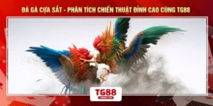 Đá Gà Cựa Sắt - Phân Tích Chiến Thuật Đỉnh Cao Cùng TG88