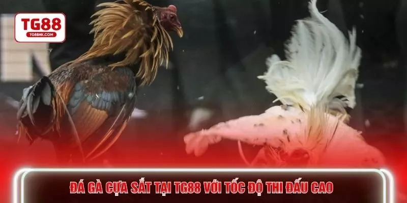 Đá gà cựa sắt tại TG88 với tốc độ thi đấu cao 