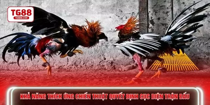 Khả năng thích ứng chiến thuật quyết định cục diện trận đấu