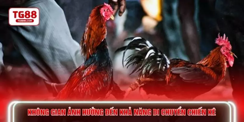 Không gian ảnh hưởng đến khả năng di chuyển chiến kê