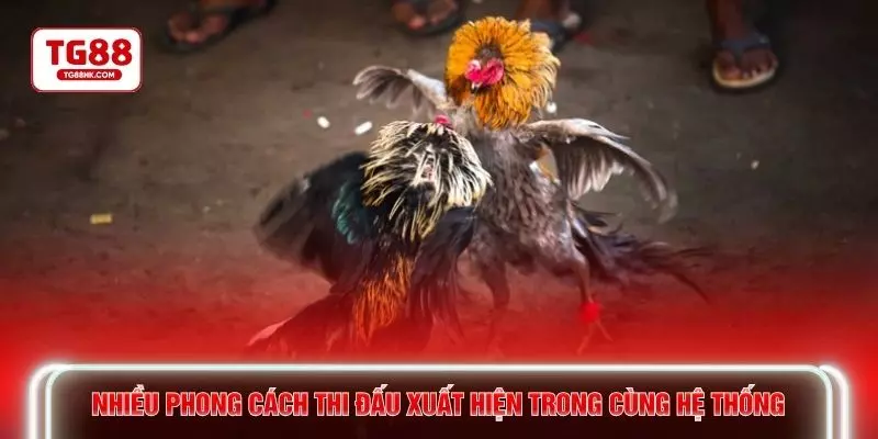 Nhiều phong cách thi đấu xuất hiện trong cùng hệ thống