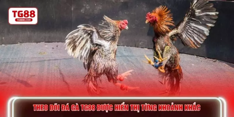 Theo dõi đá gà TG88 được hiển thị từng khoảnh khắc