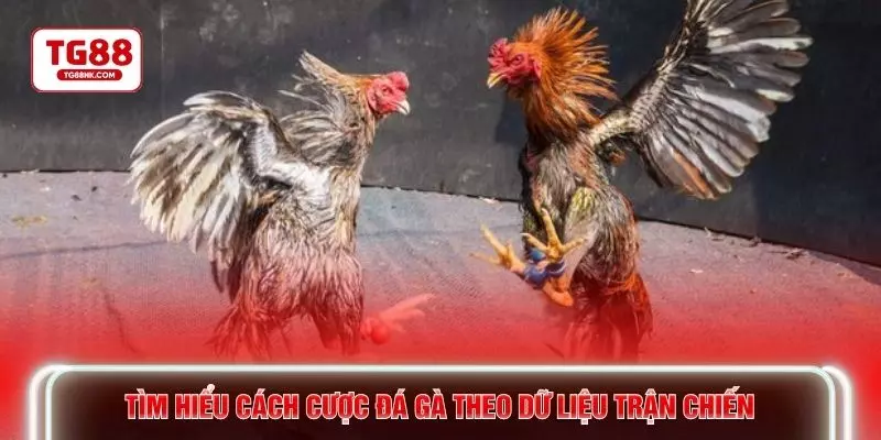 Tìm hiểu cách cược đá gà theo dữ liệu trận chiến